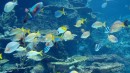 生き物の様子を伝えるライブカメラ