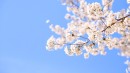 桜の開花状況がわかるライブカメラ