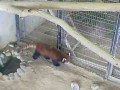 西山動物園のレッサーパンダ