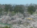 高田城址公園の桜(JCV)