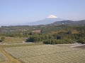 伊豆市から望む富士山とブドウ畑