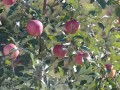 二本松市のりんご園