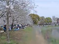 浮間公園の桜