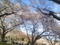 牛久沼聖地公苑の桜