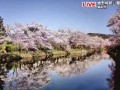 鳥取市 鹿野城跡公園の桜