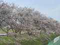 仙北市の桜スポット
