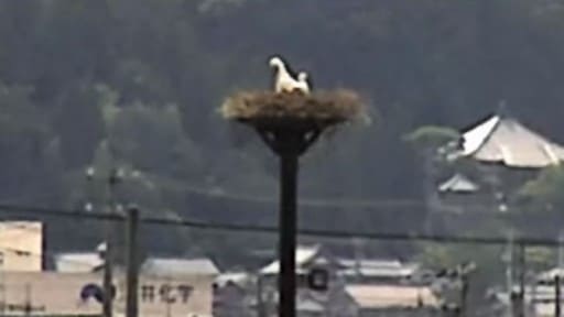 鯖江市のコウノトリ