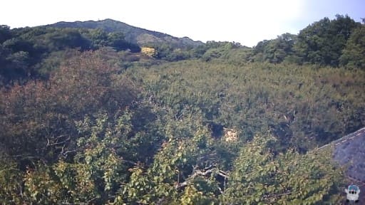 筑波山梅林