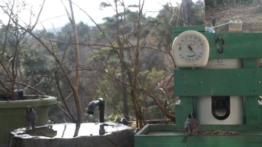 青山高原 野鳥・野生動物観察
