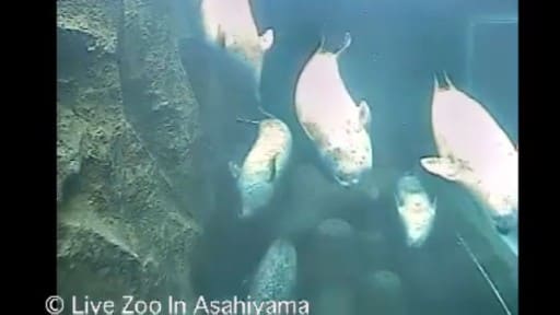 旭山動物園のアザラシ