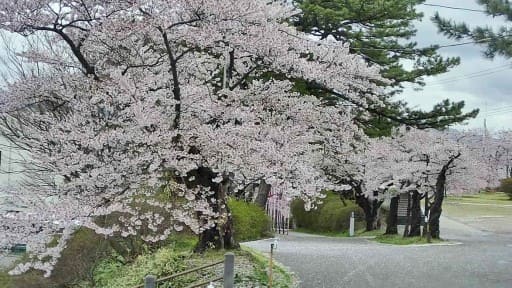 本荘公園の桜