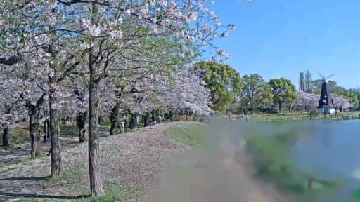 浮間公園 桜の開花状況