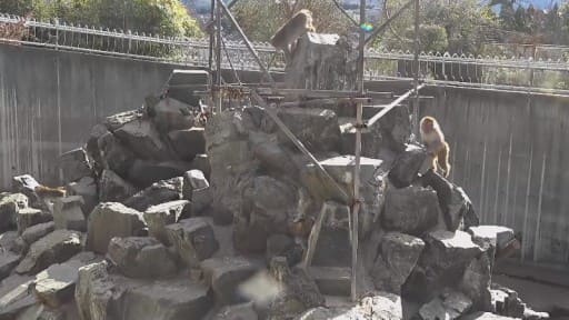 飯田市立動物園サル山