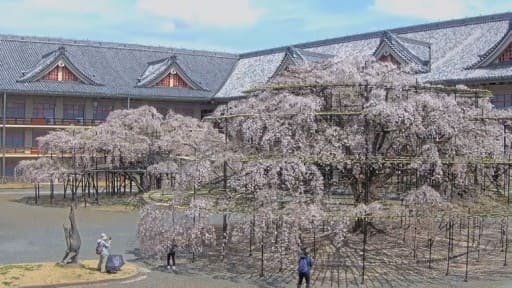 天理のシダレザクラ