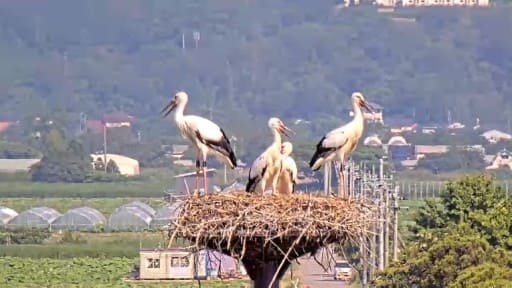 コウノトリ