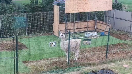 リャマ