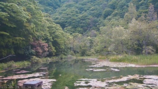 南アルプス邑野鳥公園 オシドリ池