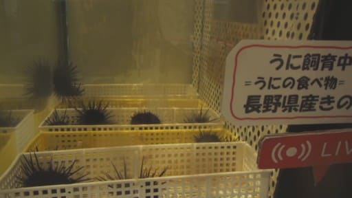 ウニの飼育