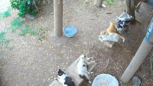 湯島の猫達