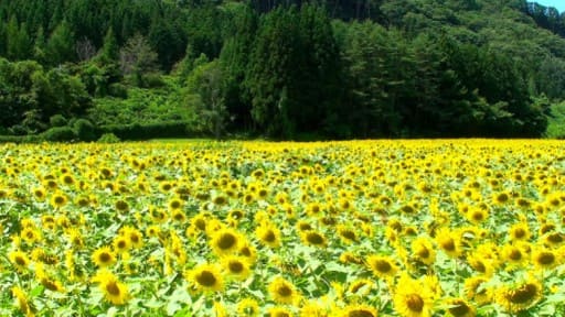 上郷町のひまわり畑