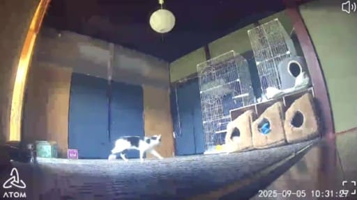 保護猫部屋 小さな野良猫のシェルター