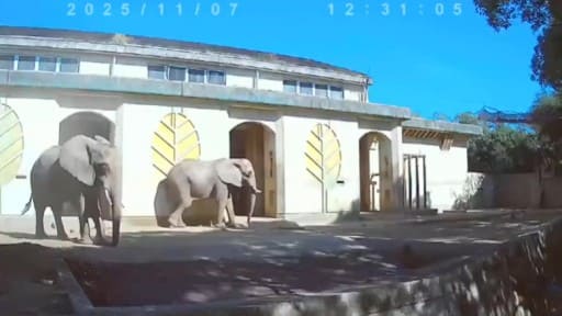 熊本市動植物園 アフリカゾウ
