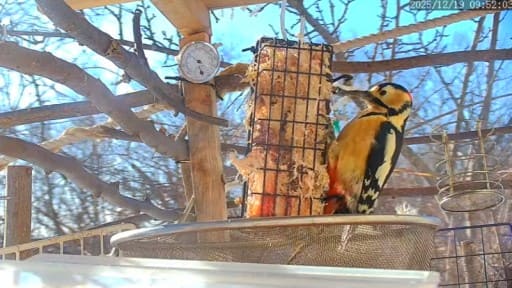 野鳥餌台とオホーツクの朝日