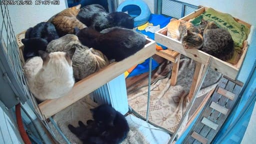 いかりやま温泉の猫