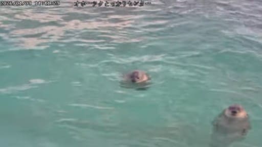 オホーツクとっかりセンターのアザラシ