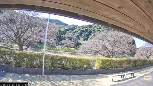 みなみの桜開花情報