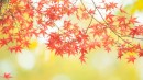 ライブカメラで見る全国の紅葉