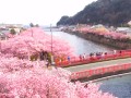 河津川沿いの河津桜