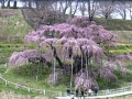 三春滝桜