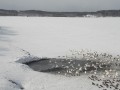 クッチャロ湖の白鳥