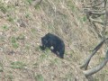 白山ブナオ山の動物たち