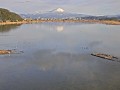 米子水鳥公園のコハクチョウ