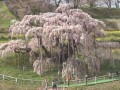 三春滝桜 (TUF)