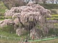 三春滝桜 (TUF)