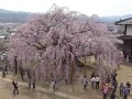 麻績の里舞台桜