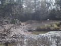 岩槻城址公園桜まつり