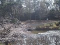 岩槻城址公園桜まつり