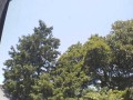 東海市の空