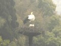 コウノトリ