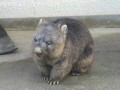 五月山動物園のウォンバット