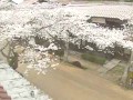 がいせん桜