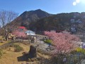 河津桜原木
