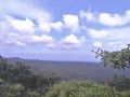 やんばるの照葉樹林
