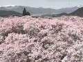 高遠城址公園 *Chrome(PC)は静止画