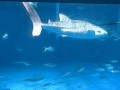 かごしま水族館 黒潮大水槽