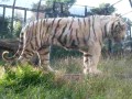 平川動物公園のホワイトタイガー